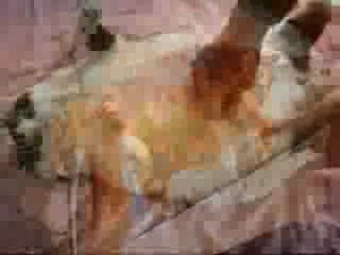 beautiful fat cats n dogs beautiful fat cats n dogs