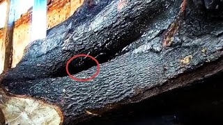 Mencengangkan,Kayu Pendek Besar Super Keras Yg Dibandrol 10 Juta Ni Terdapat Banyak Paku Di Dalamnya