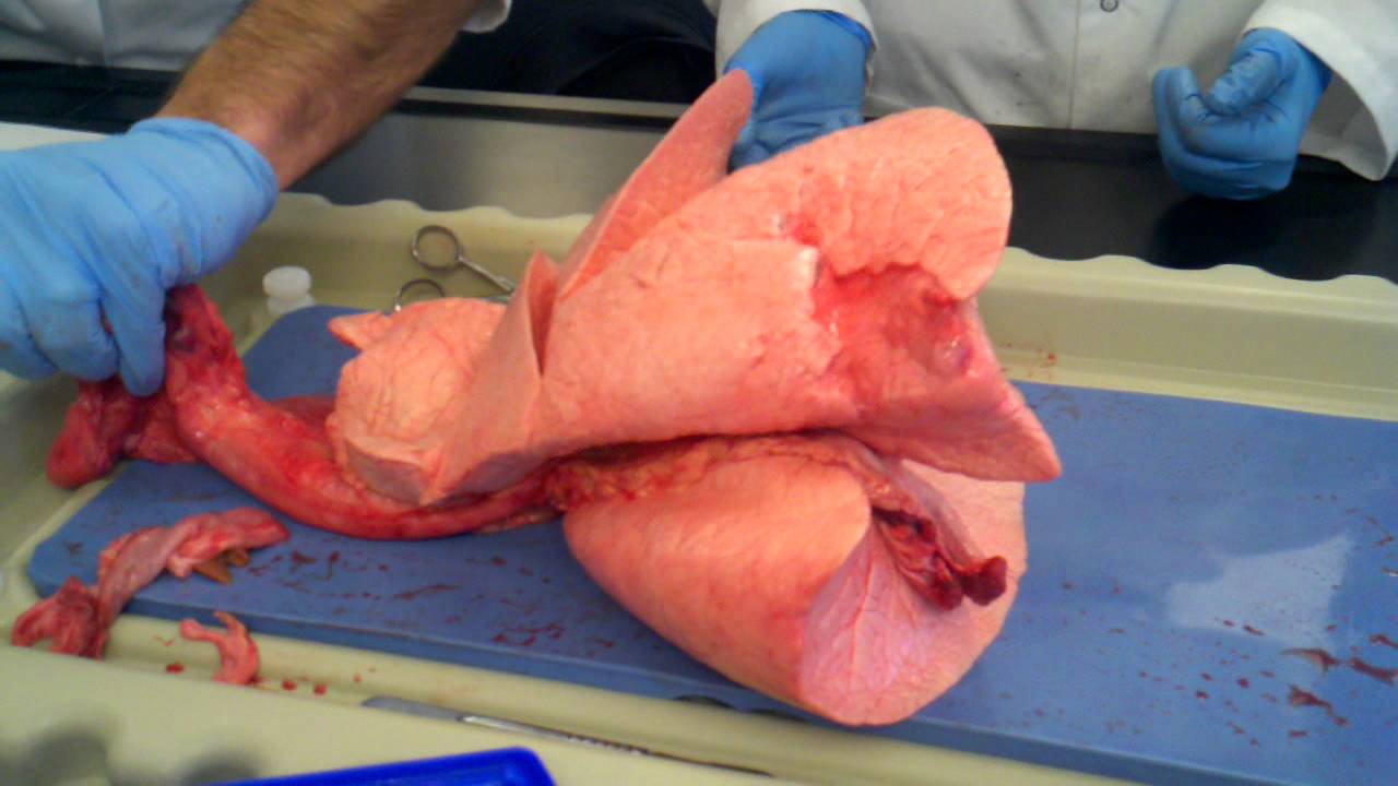 Lungs Inflating - YouTube