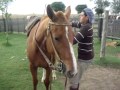 Yegua Lucas Video 3
