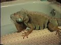 Godzilla gets a bath and breaks the mirror