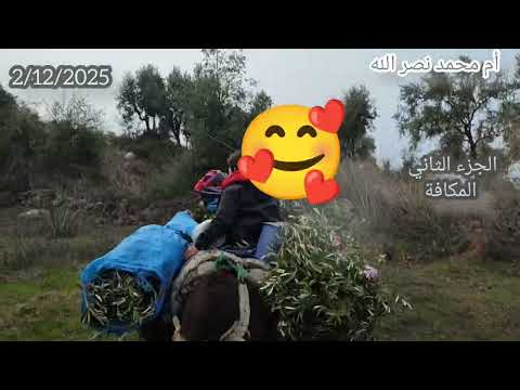 شداتنا الشتاء#أجواء_الطبيعة#موسم جني الزيتون شداتنا الشتاء#أجواء_الطبيعة#موسم جني الزيتون