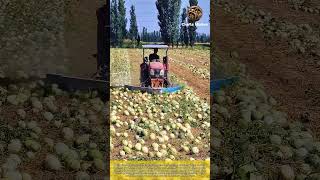 Efficient Water Melon Harvest The Process Of Pushing Melons Together A Good Machine