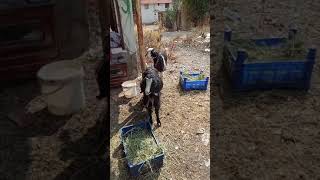 Goat Oğlaklar