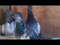 Pigeons Pertlov ( Highflying Budapest) Usa Pigeons Pertlov ( Highflying Budapest) Usa