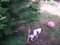 Spencer a Jack Russell dog playing keep away with a basketball