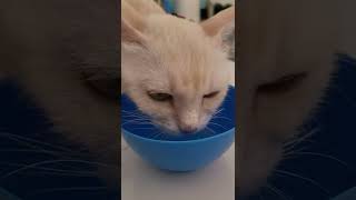 Cute And Sweet Cat Drinking Her Meow Water