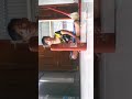 Tro choi nem vong vao chai