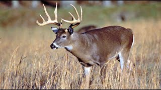 Way Of The Whitetail