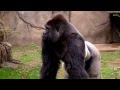 New Silverback Gorilla Harambe 1st Time Out - Cincinnati Zoo