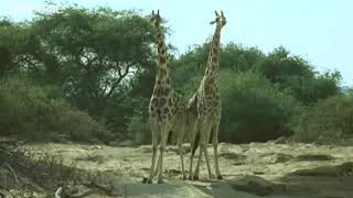 Funny animals