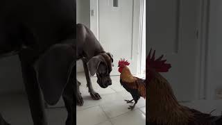 Great Dane Meets His Match In One Savage Rooster