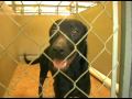 Black Shelter Dog Foaming At Mouth_And Puppy_Puerto Rico