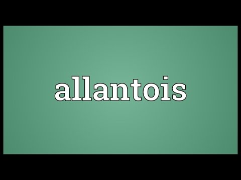Header of allantois