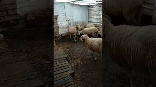 Koç Vuruşmasi
