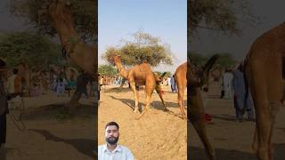 Camels Mating