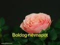 BOLDOG NÉVNAPOT KÍVÁNOK -  FÜR ELISE