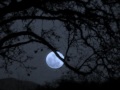 Opal Moon by Merrie Amsterburg