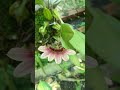 Bulbophyllum - lan lọng xoè
