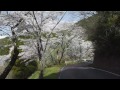 周辺の桜