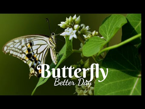 Butterfly (Better Day) - Clip - Music - Cinematic