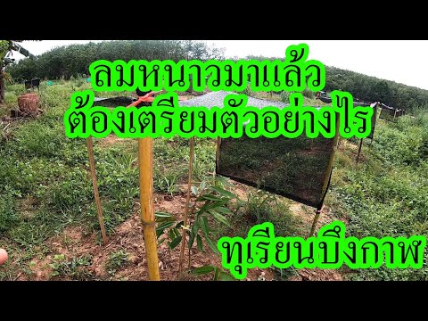 ลมหนาวมาแล้ว ชาวสวนทุเรียนอีสาน เหนือ พร้อมกันยังครับ | เนมสวนลุงเลิศ