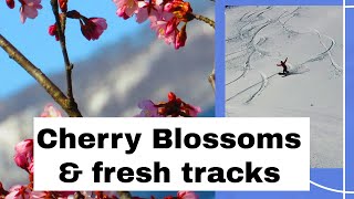 Cherry Blossoms and fresh tracks. April in Hakuba Japan