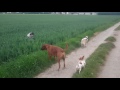 J Wie Ja Wo Isser Denn Video preview