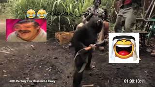 Funny زنجي Monkey - Arabfunny