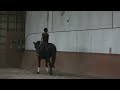 DARK VELVET and Danika training at Armand's
