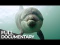 Ocean Stories 3 - Dolphins and Whales | Free Documentary