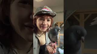 Why Do You Have A Pet Pigeon?