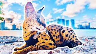 FINDING THE RAREST CAT IN THE WORLD! FINDING THE RAREST CAT IN THE WORLD!