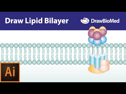 Graphical abstract tutorials| Draw cell membrane | life science illustration