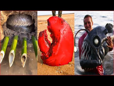 Catching Seafood 🦀🐙 Deep Sea Octopus (Catch Crab, Catch Fish) - Tik Tok #80