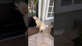 Un Labrador Retriever Sonne À La Porte Du Voisin Filmé Par Une Caméra