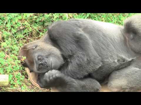 福岡市　動植物園 ゴリラのビンドンのお昼ね