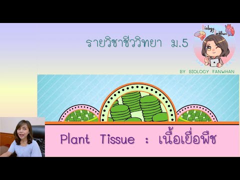 Ep 1 : เนื้อเยื่อพืช (Plant tissue) | โครงสร้างและหน้าที่ของพืชดอก ชีวะ ม. 5