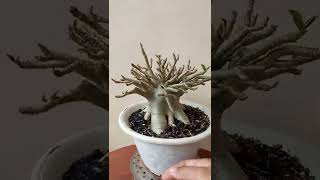 Adenium Arabi Ginuk Ginuk
