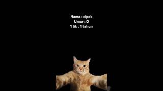 Cipok