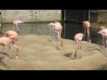 Flamingo foot-stamp