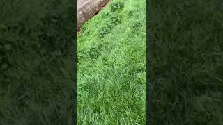 Working Breed - Pet Dog Training (Recall, control & stop whistle)