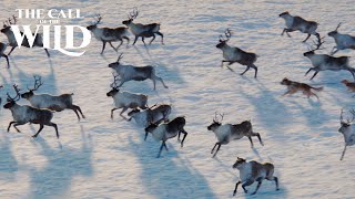 The Call of the Wild | Sounds of the Wild | 20th Century Studios