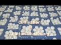 mushroom cultivation
