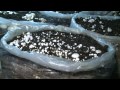 mushroom cultivation