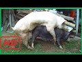 Pig Mating with Big Boar vs Mini Sow ★ Life of Pigs P89✔