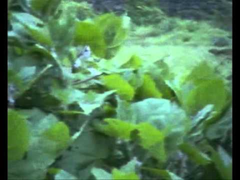 gujarati poim aakho ma bethela chatak nature wonderful clip...