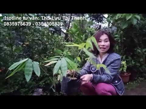 Tre Khổng Lồ Thái Lan lừa đảo hay là có thật 0835975639-0354305839