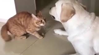 This dog is savage funny cat, funny videos, funny pets