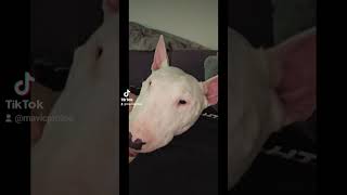 Mini Bull Terrier Luna 291023